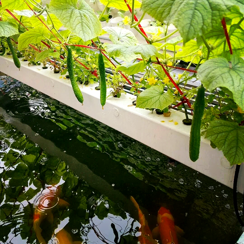 眉山市薄膜大棚鱼菜共生 - 厂家